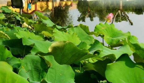 專業的園林公司帶你了解什麽是（shì）園林（lín）景觀設計？