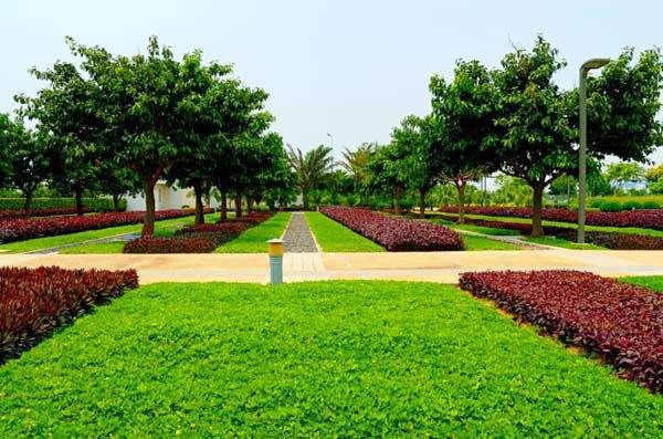 夏季苗木移植方（fāng）法來了-園林綠化養護