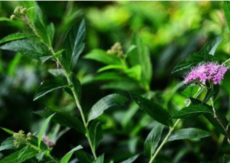 園林公司（sī）