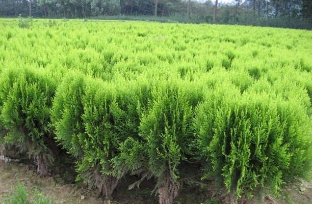 園林（lín）綠化苗木品種該如何選（xuǎn）擇？