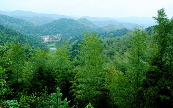 園林綠（lǜ）化公司