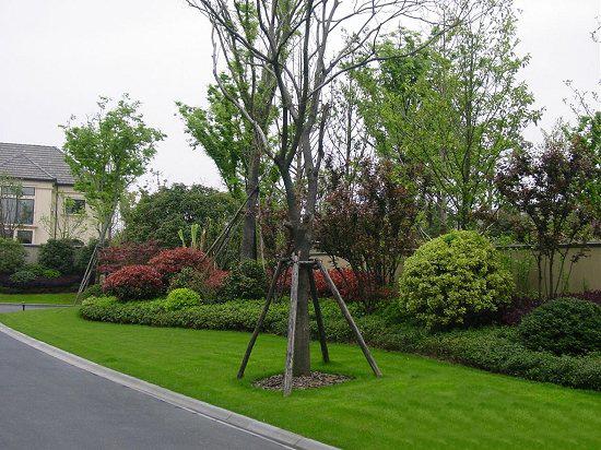 園林綠化林木防治害蟲（chóng）的辦法