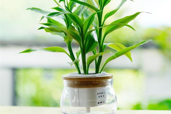 綠化工程認為（wéi）適合室（shì）內養護（hù）的觀賞竹