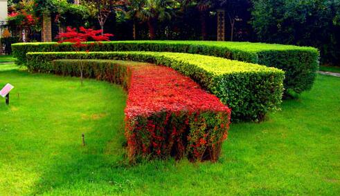 園林綠化工程施工常會碰到的誤（wù）區