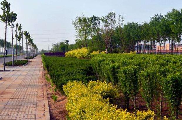  綠化工程（chéng）苗木（mù）的價格計算方法有哪些