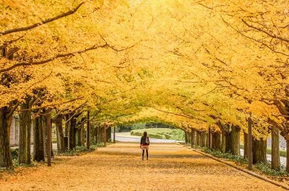 綠化工程銀杏種植的所許的各項技術