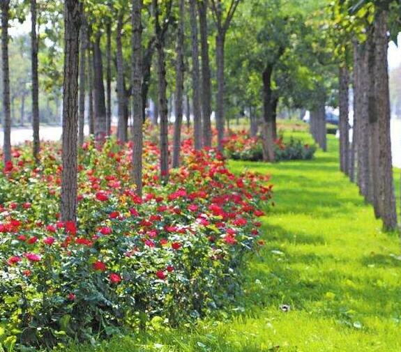 小區園林綠化養護管理質量標（biāo）準都有哪些要求（qiú）