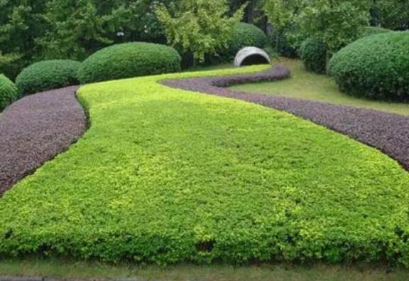 園林綠化工程（chéng）師證（zhèng）報考（kǎo）條件（jiàn）及辦理費用