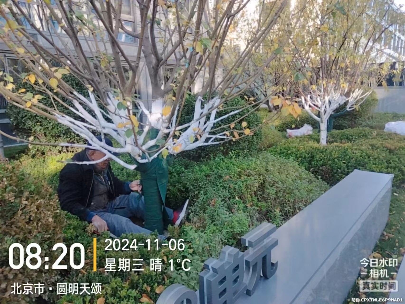 《北京B站9.1免费版園林綠化有限公司：冬季綠化養（yǎng）護之大樹塗白》