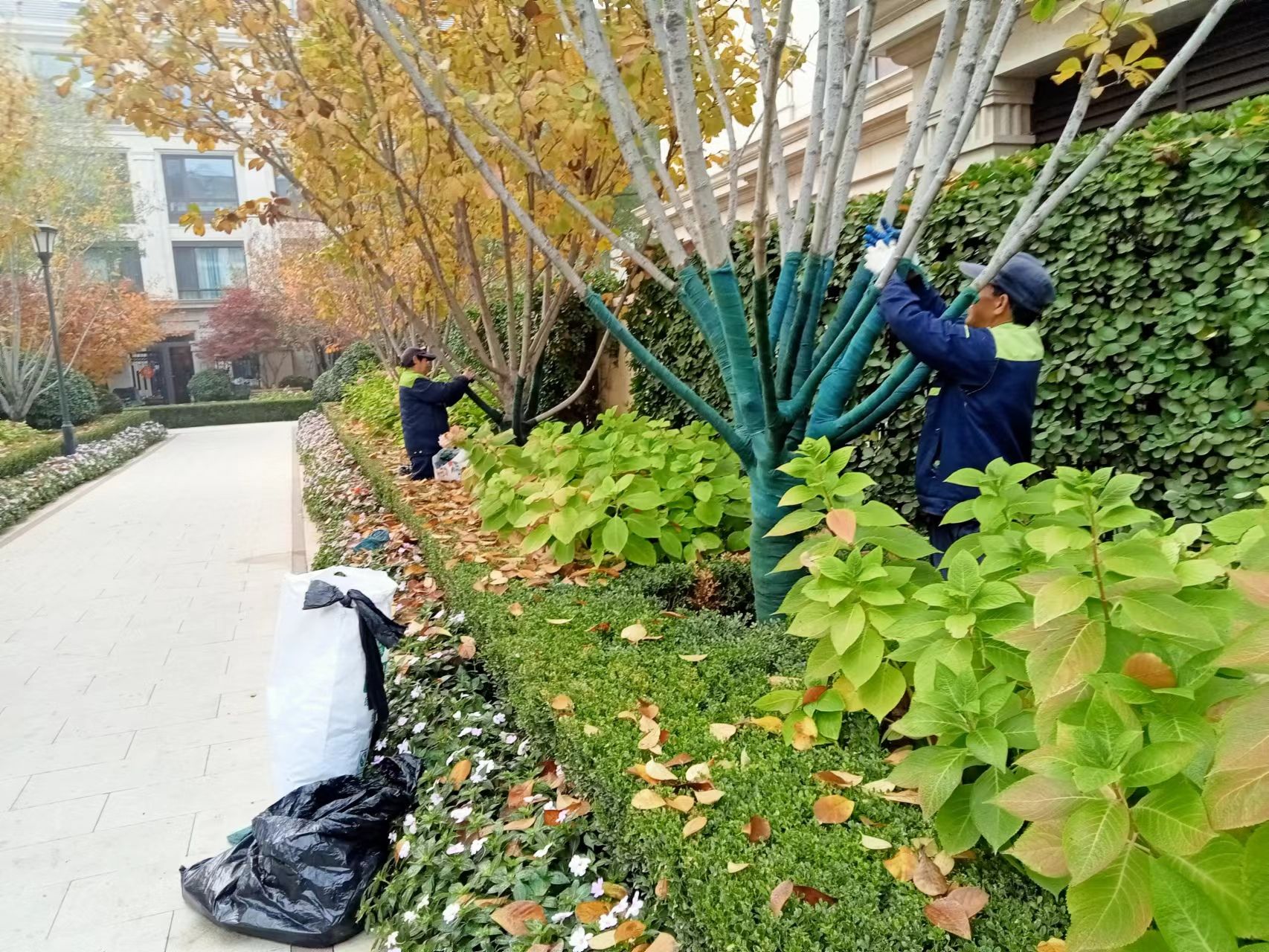 《北京B站9.1免费版園林綠化有（yǒu）限公司：冬季綠化（huà）養（yǎng）護之樹木纏杆》