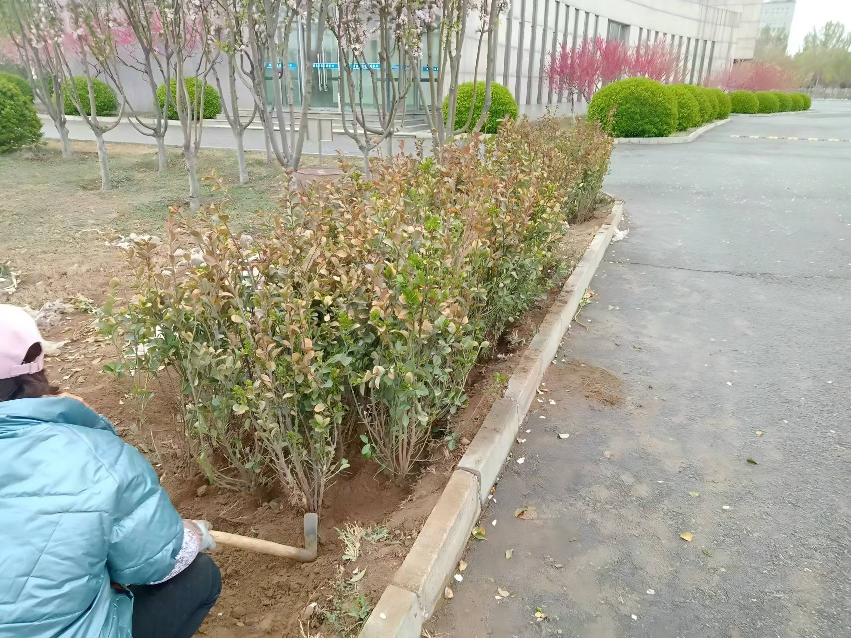 北京春季（jì）綠籬種植注意事項