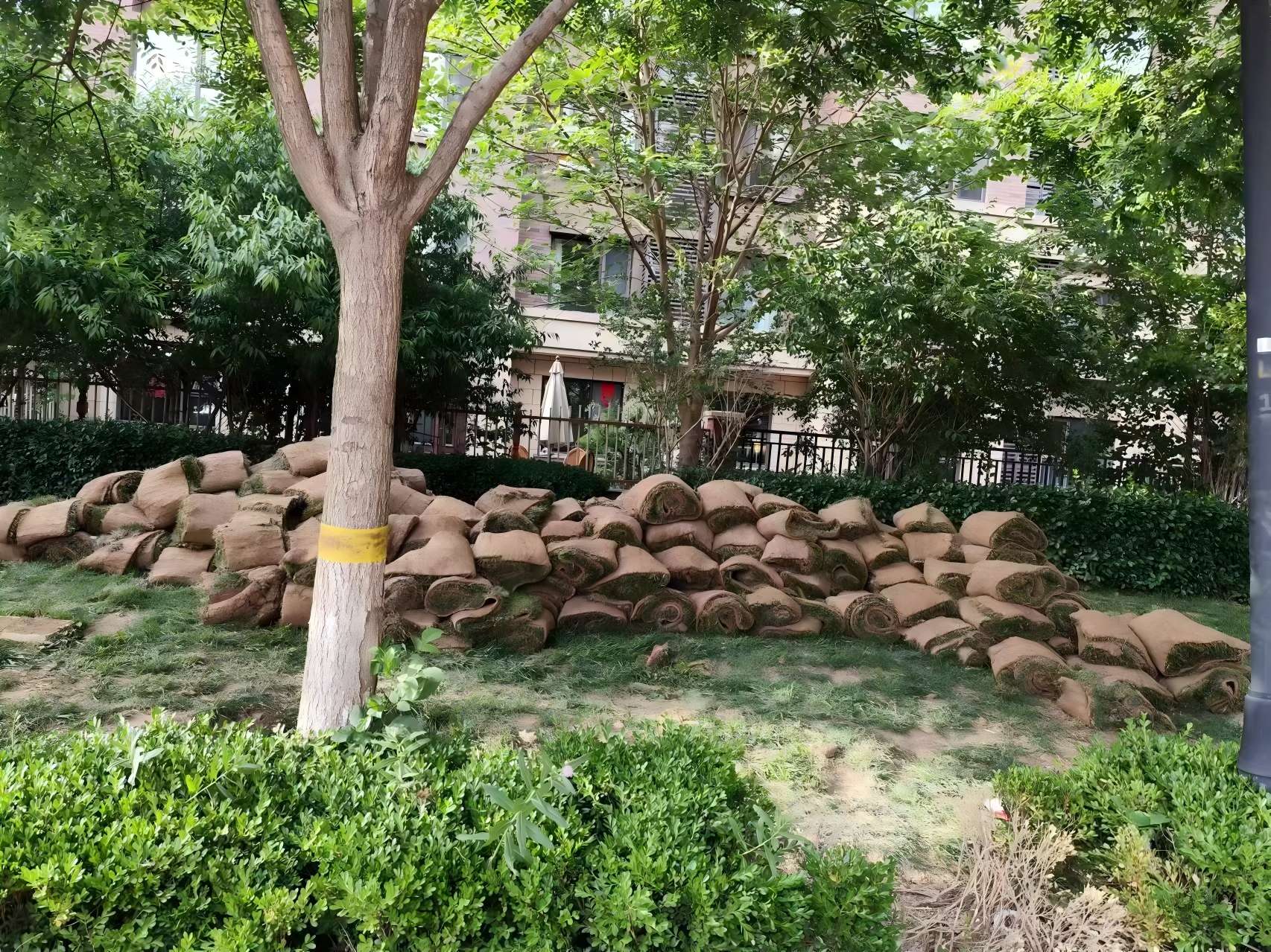 天津（jīn）綠化養護之某小區鹽堿（jiǎn）地治理方案