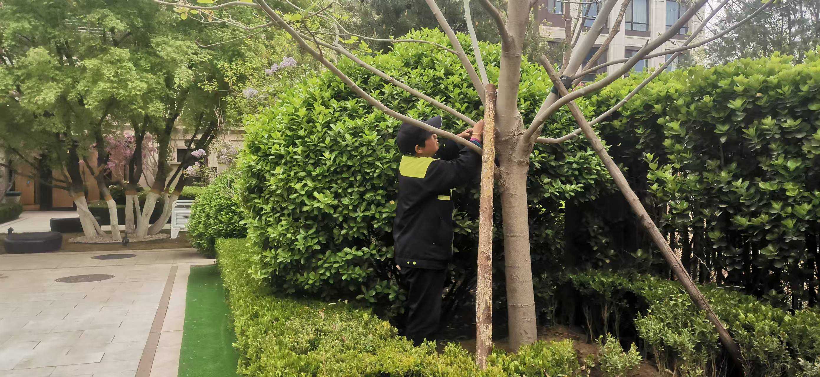 北（běi）京將出現10級以上大風，園林綠化養護如何提前防範風險